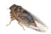 Yellow Male O. rimosus dorsal view