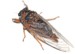 Typical orange male O. rimosus