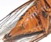 Orange abdomen Male O. rimosus