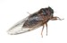 Female Okanagana