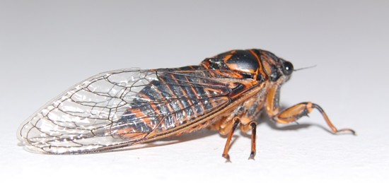 Female Okanagana rimosus lateral view