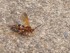 Cicada Killer Stratford CT