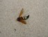 Cicada Killer New Baden Illinois