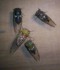 4 Species of Cicadas