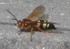 Cicada Killer Queen Anne's