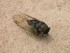 Cicada Report