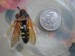 Cicada Killer