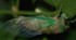 Tibicen Chloromera NY