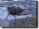 T. canicularis female Click to enlarge.