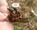 Cicada Killer Male party time!!
