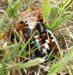 Mating Cicada Killers - click to play movie.