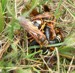Mating Cicada Killers.
