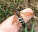 Cicada Killer Male resting on my finger.