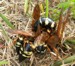 Ball of cicada killers.