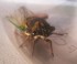 Cicadas Belchertown, MA