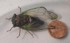 Cicadas Belchertown, MA