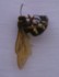 Cicada Killer Dunbar, PA