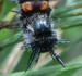 Mourning Cloak Caterpillar 