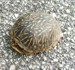 Box Turtle In the Road