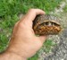 Box Turtle Enface View