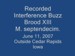 M. septendecim interference buzz.