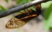 female magicicada laying eggs
