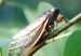 White Eyed M. septendecim