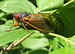 M. septendecim