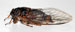 O. rimosa male