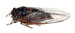 O. rimosus dorsal view