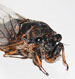O. rimosus enface view