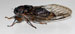 O. rimosus
