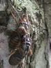 Harvestman food