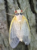 A Newly Emerged Adult