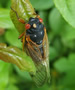 M. cassini parasites