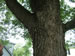 Tree of Magicicada tenerals