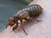 Magicicada nymph