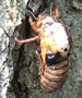 M. cicada failure to eclose.