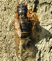 Massopora Cicadina fungual infection