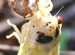 White eyed cicada