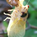 White eyed m. septendecim