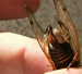 M. septendecim and slug