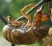Cast-off nymph skin