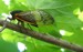 Ovipositing Magicicada