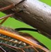 Ovipositing female closeup.
