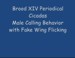 Male Periodical Cicada Calls