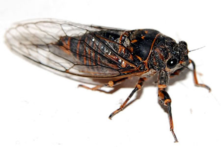 Okanagana rimosa central Mass.