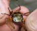 Massospora Cicadina Infection
