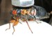 M. cassini Periodical Cicada