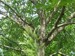 M cassini and M. septendecula mixed in this tree.